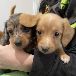 Dachshunds from Misty's Dachshunds