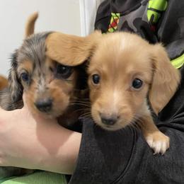 Dachshunds from Misty's Dachshunds