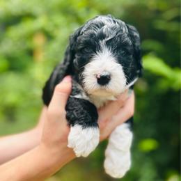 Ada - Black and white female Bernedoodle puppy in Natural Bridge, Virginia from Rockbridge Puppies