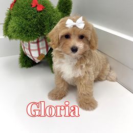 Gloria - Apricot female Maltipoo puppy in Buford, Georgia from Petite Posh Puppies