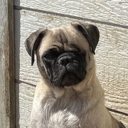 Jingles - Pug