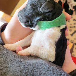 Australian Labradoodle and Labradoodle Puppies from Tyson's Farm Labradoodles