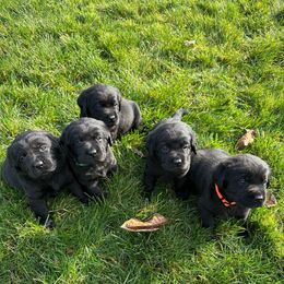 Boy 2 - Black male Labrador Retriever puppy in Beavercreek, Oregon from Grace's Labrador Retrievers