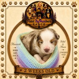Maverick - Red merle male Australian Shepherd puppy in Magee, Mississippi from Paint ByNumbers Ranch