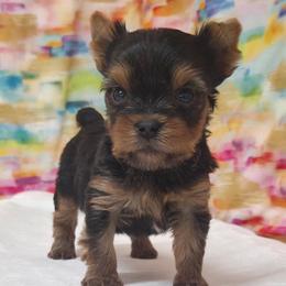 Ty - Blue and gold male Yorkshire Terrier puppy in Monticello, Iowa from Ashley’s Puppies