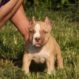 Tristán - Red sable male American Bully puppy in Orlinda, Tennessee from SimplyBullies