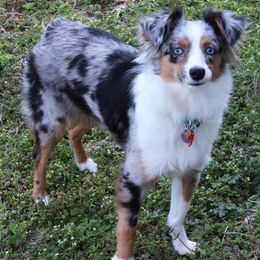 Toy Australian Shepherds from Mikayla Chouinard's Aussies