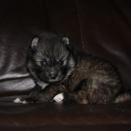 Zeke - Wolf sable male Pomsky puppy in Coos Bay, Oregon from Ocean View Pomskies