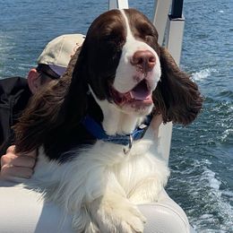 English Springer Spaniels from Advent English Springer Spaniels