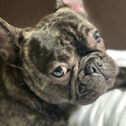 French Bulldogs from Precious Paw’s Breeding and Kennel