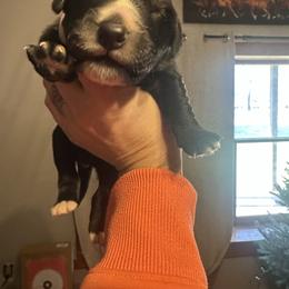 Pick 4 - female Golden Mountain Dog puppy in Montrose, Michigan from Spraggins Sweet Acres