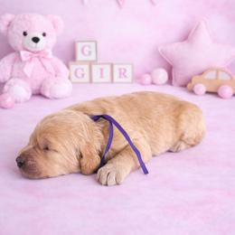 Fishy - Cream female Goldendoodle puppy in Houston, Texas from Were The Mack'Doodles