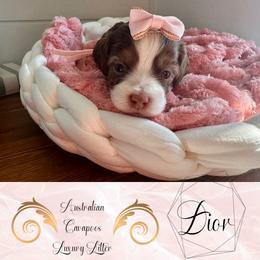 Dior (light pink) - Tri-color female Cavapoo puppy in West Haven, Utah from Harper Haven Cavapoos & Doodles