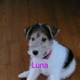 Wire Fox Terrier Puppies from Bob's Wire Fox Terriers