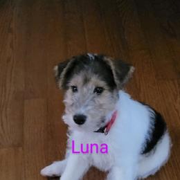 Wire Fox Terrier Puppies from Bob's Wire Fox Terriers