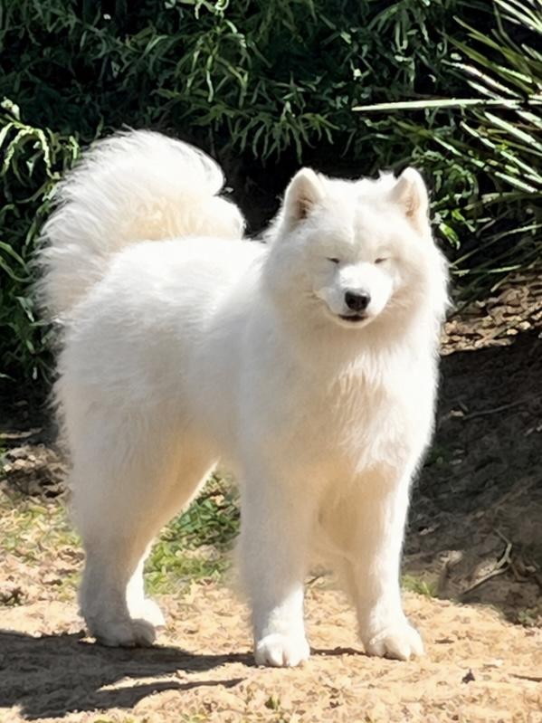 Onyx