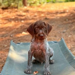 Turk - Chestnut and gray male Wirehaired Pointing Griffon puppy in Shelbyville, Texas from AndersonK9Kennels Bayou Beards