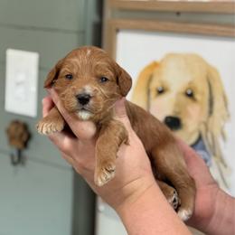 Wallen - Red  male Goldendoodle puppy in Wharton, Texas from Little Fur Friends