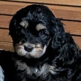 Enola - Black and tan female Cavapoo puppy in Poetry, Texas from Darling Doodles of Texas