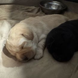 Mia - Yellow female Labrador Retriever puppy in Centreville, Maryland from Barbihaus Kennels