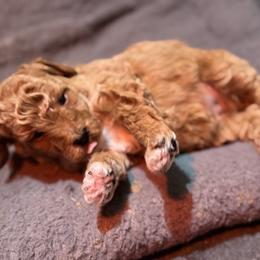 Howie - Brown male Bernedoodle puppy in Gainesville, Florida from Alyssa Xxweetdoodles