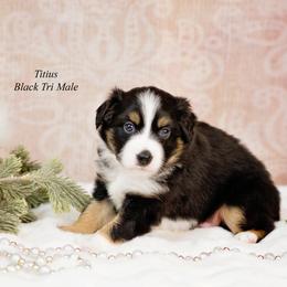 TITIUS - Black tri-color male Australian Shepherd puppy in Mechanicsburg, Pennsylvania from TJ's Aussies