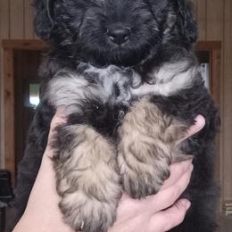 Iker - male Aussiedoodle puppy in Milford, Indiana from Olde Heritage K-9