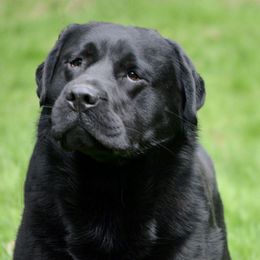 Labrador Retrievers from Soundview Labradors