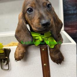 Brooks - Brindle male Dachshund puppy in Leoma, Tennessee from Southbound Kennel