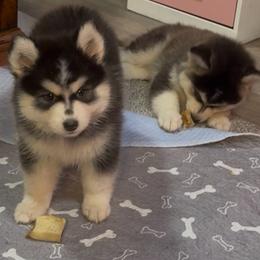 Fonzie - Black and white male Pomsky puppy in Spring Hill, Florida from PDQ Pomskies