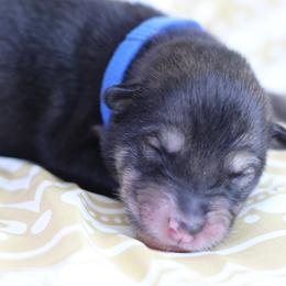 Leuco- Blue - Agouti and white male Alaskan Malamute puppy in Independence, Virginia from New River Valley Malamutes