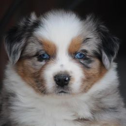 Australian Shepherd and Miniature Australian Shepherd Puppies from Canyon Creek Aussies