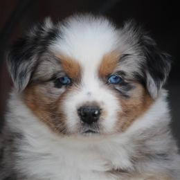 Australian Shepherd and Miniature Australian Shepherd Puppies from Canyon Creek Aussies