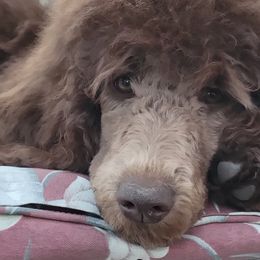 Agatha - Brown Poodle puppy in Alberta, Virginia from Sue's Poodles and Doodles