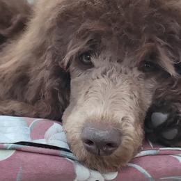 Agatha - Brown Poodle puppy in Alberta, Virginia from Sue's Poodles and Doodles