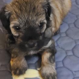 Davina - Chocolate sable female Havanese puppy in Greensboro, North Carolina from Bella's Babies