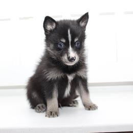 Drake - Black and white male Pomsky puppy in Murfreesboro, Tennessee from Middle Tennessee Pomskies