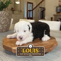 Louis - Gray and white male Old English Sheepdog puppy in Cleveland, Tennessee from Narrow Path Old English & Sheepadoodles