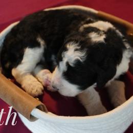 Boy 3 - male Bernedoodle puppy in Pauls Valley, Oklahoma from Daisy’s Doodles