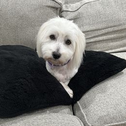 Maci - Coton de Tulear