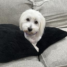 Maci - Coton de Tulear