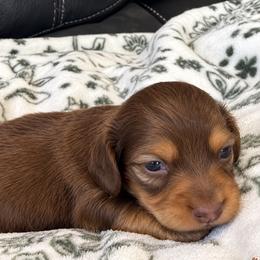 Hickory - Red male Dachshund puppy in Salem, Oregon from Longdox Mini Dachshunds