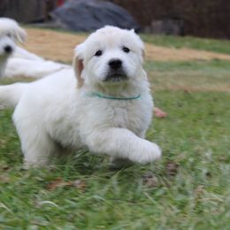 Golden Retriever Puppies from Hope Hollow Retrievers