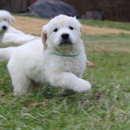Golden Retriever Puppies from Hope Hollow Retrievers