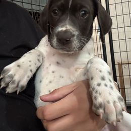 Stripe - Liver and white male German Shorthaired Pointer puppy in Logan, Utah from On Point Gun Dog's of Utah