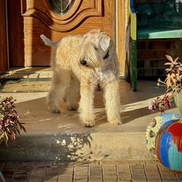 Toomee - Soft Coated Wheaten Terrier