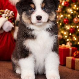 Casper - Black tri-color male Australian Shepherd puppy in Augusta, Georgia from Incendia Aussies & Dobies