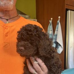 Girl 3 - Brown female Lagotto Romagnolo puppy in Southbury, Connecticut from dei Allegre Lagotto Romagnolo