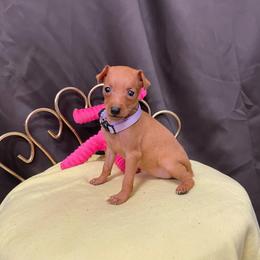 Tina - Stag red female Miniature Pinscher puppy in Lancaster, Missouri from White Stone Ranch
