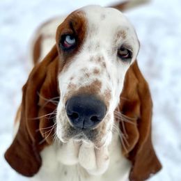 Grazie - Basset Hound